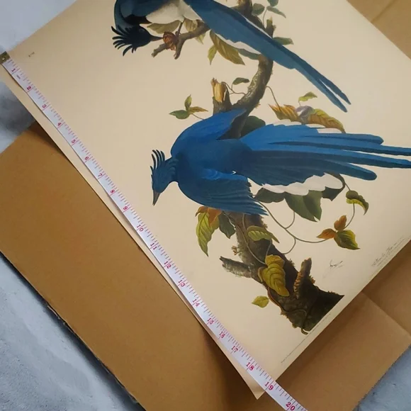 JOHN JAMES AUDUBON (1785-1851) "Columbia Jay, No. 20” Print 1948 - Picture 11 of 11